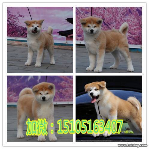 arg纯种秋田幼犬 血统正宗品相好秋田犬 疫苗齐全